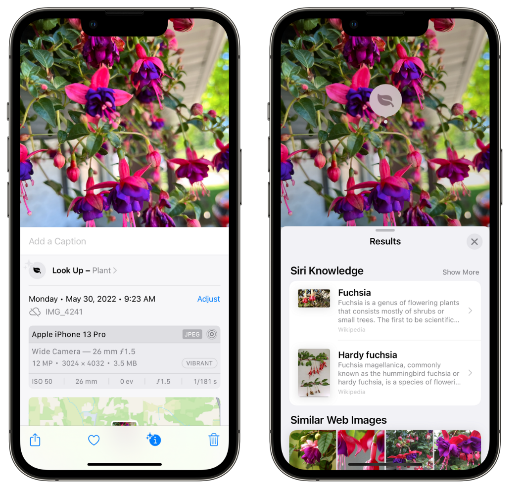 五龙口镇苹果手机维修分享小技巧：使用 iPhone 相机识别花卉植物 
